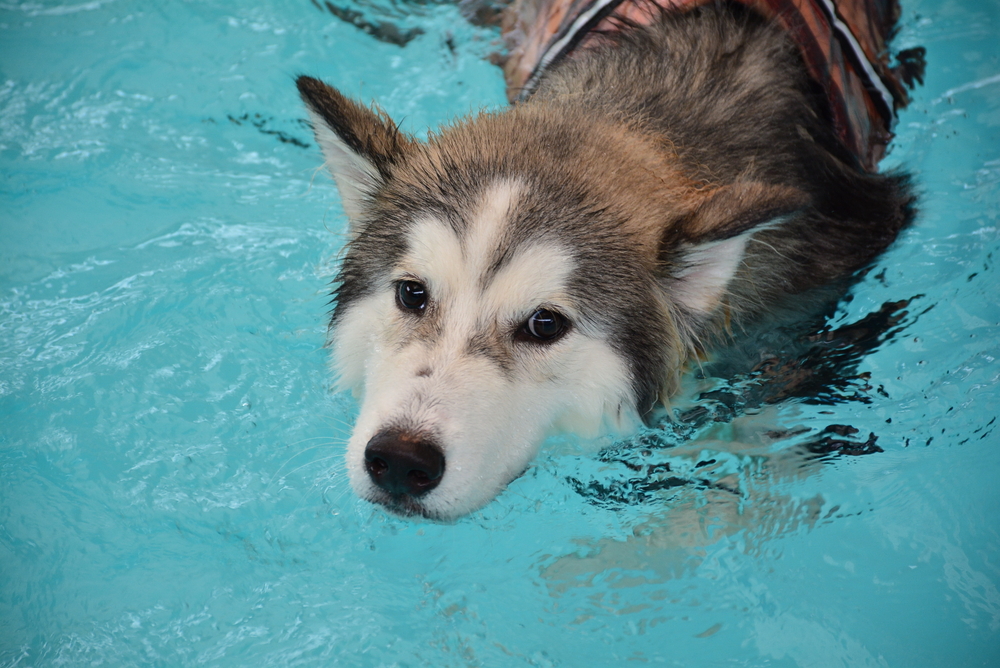 does the alaskan malamute like to swim